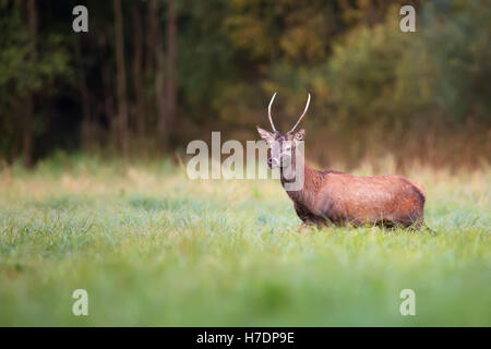 Red deer in a clearing Stock Photo
