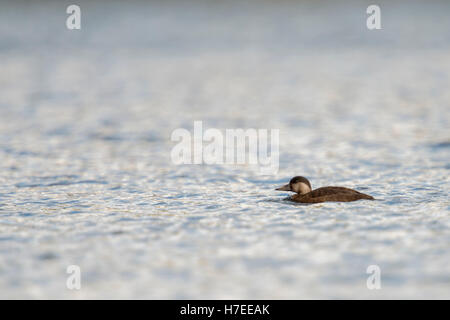 Common Scoter / Trauerente ( Melanitta nigra ), lonely female, while spring migration, swimming on a lake in Sweden, wildlife. Stock Photo