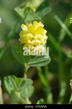 Hop Trefoil - Trifolium campestre Small Calcareous Grasslans Flower Stock Photo