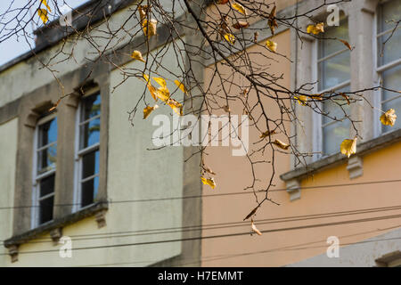Coloured houses with the last of the autumn leaves Stock Photo