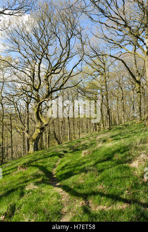Woodland on the Welsh border in Radnorshire Stock Photo