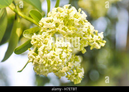 Dita, Devil Tree or Alstonia scholaris flower in the garden Stock Photo