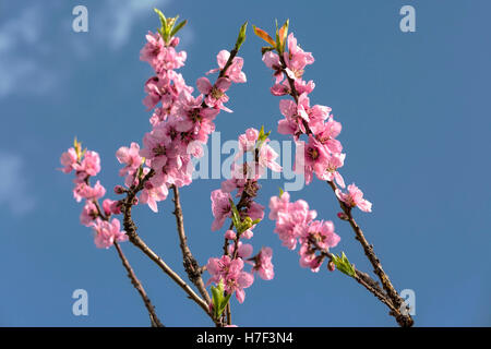 Cherry blossom. Cherry blossoms. Stock Photo