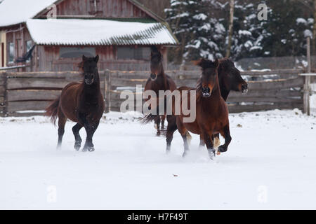 Four galloping brown horses on paddock covered with snow, outbuildings in background Stock Photo