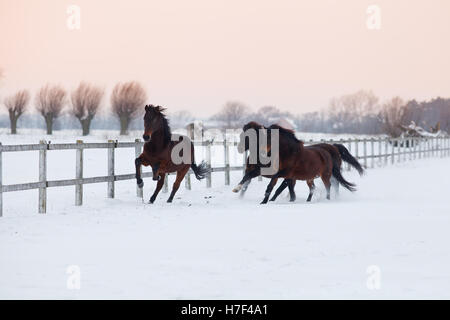 Four galloping brown horses on paddock covered with snow, against moody evening sky Stock Photo