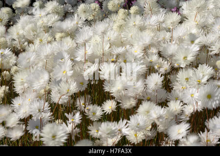 Everlasting wildflowers near Paynes Find, Western Australia. Stock Photo