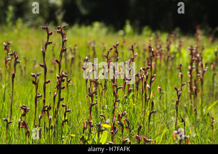Tongue Orchid Serapias strictiflora plants forming a dense colony Stock Photo