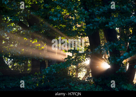 Shafts of sunlight beam into a woodland at first light. Stock Photo