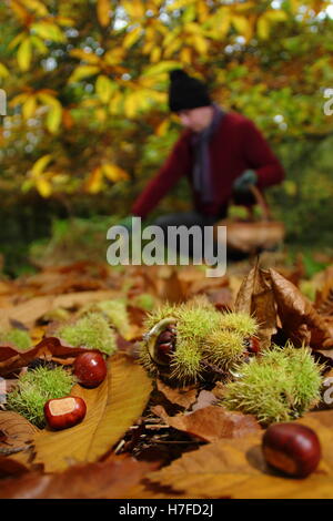 Freshly fallen sweet chestnuts (castanea sativa) gathered from floor of an English woodland on a bright autumn day (October), UK Stock Photo