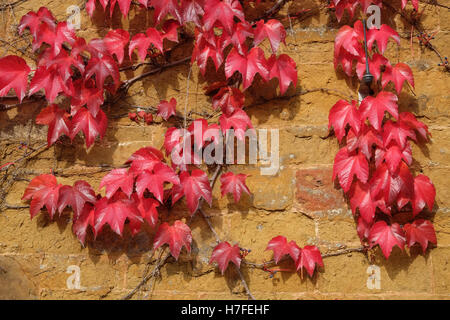 creeper on a stone wall Stock Photo