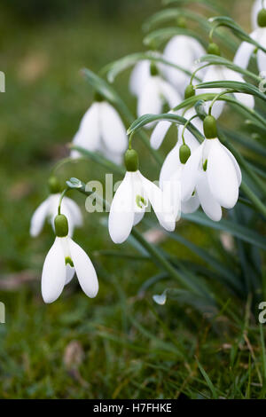 Galanthus Magnet flower. Snowdrops in the garden. Stock Photo