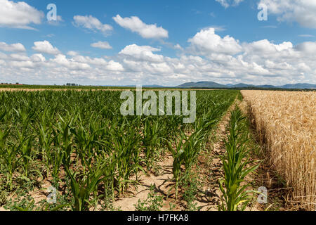 Field of grain and green corn under blue cloudy sky, summertime Stock Photo