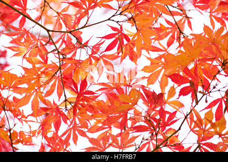 Autumn Red and orange Colored Acer Leaves Stock Photo