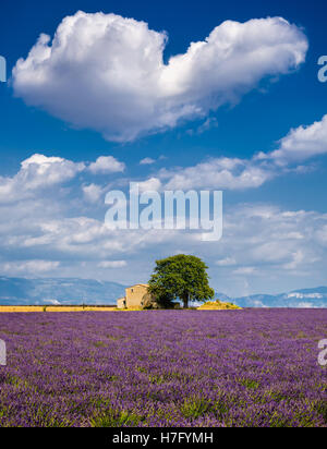Summer in Valensole with lavender fields, stone house and heart-shaped cloud. Alpes de Hautes Provence, France Stock Photo