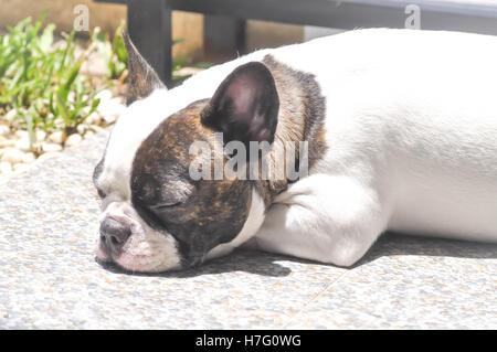 French bulldog or sleeping French bulldog on the floor Stock Photo