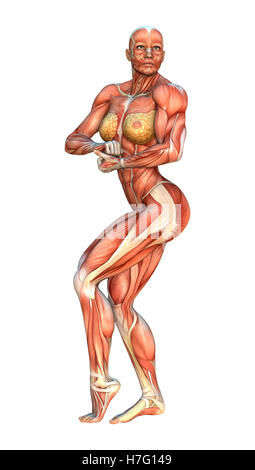 3D Rendering Female Anatomy Figure on White Stock Photo: 227868484 - Alamy