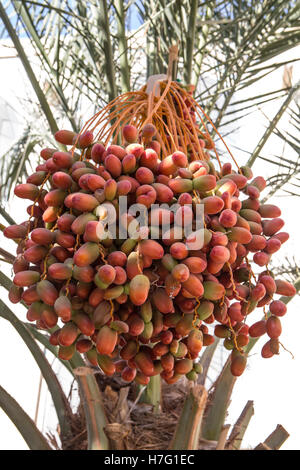 Dates hanging from a tree Stock Photo