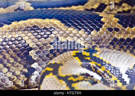 Photo of real boa snake python skin texture close up Stock Photo