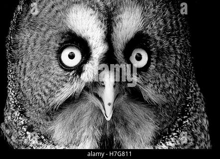 great Grey owl face portrait's Stock Photo