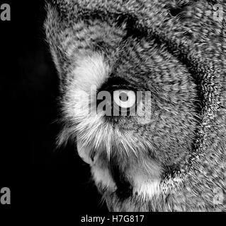 great Grey owl face portrait's Stock Photo