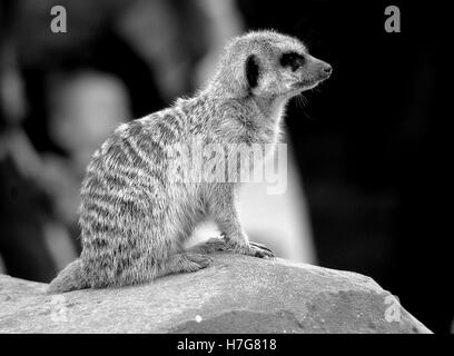 black and white meerkat on rock Stock Photo