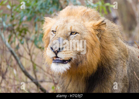 Lion from Kruger National Park, South Africa. African wildlife. Animals in nature. Stock Photo