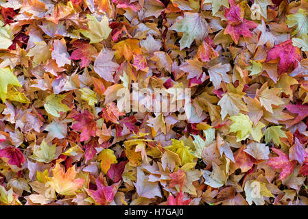 Colorful fallen Autumn leaves covering the ground. Stock Photo