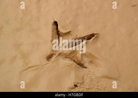 bird footprint on the wet muddy soil Stock Photo