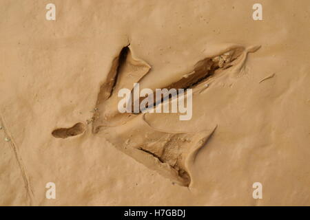 bird footprint on the wet muddy soil Stock Photo