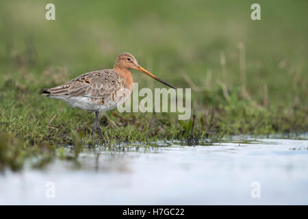 Black-tailed Godwit ( Limosa limosa), popular wader bird, endangered by habitat loss, resting in marshland, close  to water. Stock Photo