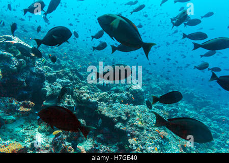 Thompson surgeonfishes (Acanthurus thompsoni) in ocean blue background, Maldives Stock Photo