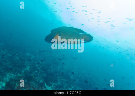 Napoleon Fish, Humphead wrasse (Cheilinus undulatus) in Ocean Blue, Maldives Stock Photo