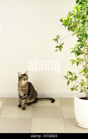 Sitting cat in front of the home plant in white pot Stock Photo