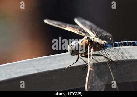 Dragonfly on a railing side view close up Stock Photo