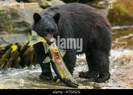 Black bear catching salmon in a creek, Alaska. Stock Photo
