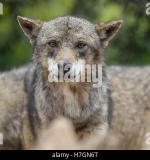 A captive Eurasian Wolf (Canis lupus), Spain. Stock Photo