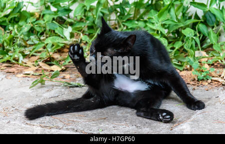 Cat licks herself Stock Photo
