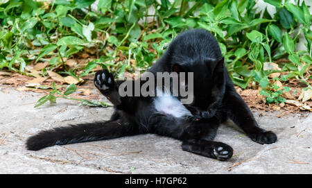 Cat licks herself Stock Photo