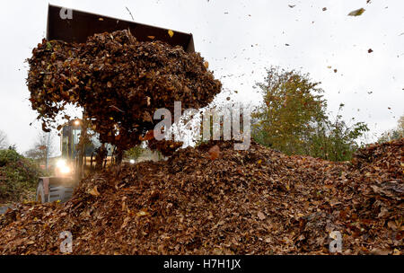 Neumunster, Germany. 4th Nov, 2016. A wheeled laoder dumps autumn leaves on the premises of the recycling yard of the municipial utilities in Neumunster, Germany, 4 November 2016. Private hosueholds can dump their collected autumn leaves there for free until the end of November. PHOTO: CARSTEN REHDER/dpa/Alamy Live News Stock Photo