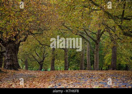 Finsbury Park, London, UK. 5th Nov, 2016. Autumnal scenes on a cold evening in Finsbury Park, North London Credit:  Dinendra Haria/Alamy Live News Stock Photo