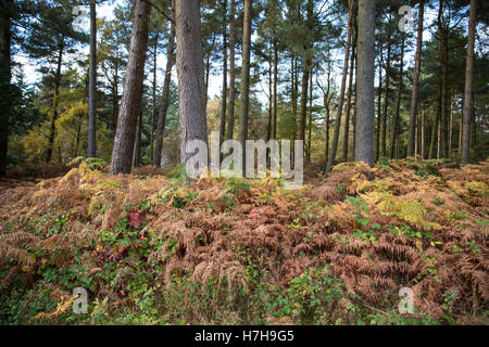 Leith Hill, UK. 5th November, 2016. Bury Hill Wood, close to the Leith Hill Protection Camp. Environmental activists occupying the site are protesting against plans by Europa Oil and Gas to drill and test for oil there. Credit:  Mark Kerrison/Alamy Live News Stock Photo