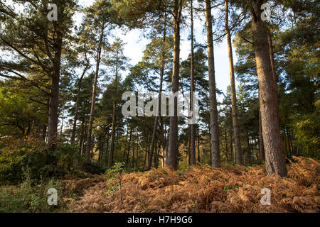 Leith Hill, UK. 5th November, 2016. Bury Hill Wood, close to the Leith Hill Protection Camp. Environmental activists occupying the site are protesting against plans by Europa Oil and Gas to drill and test for oil there. Credit:  Mark Kerrison/Alamy Live News Stock Photo