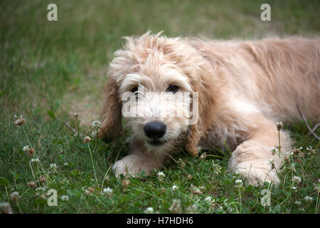New Goldendoodle puppy cross between a Golden Retriever dog and a Poodle. Clitherall Minnesota MN USA