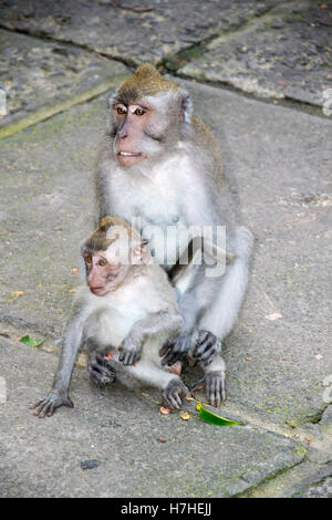 Monkey Forest Ubud Bali Indonesia Stock Photo
