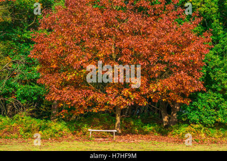 A park in Virginia Water in fall colors, Surrey, UK Stock Photo