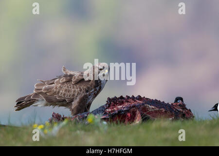 Maeusebussard, Buteo buteo, Common Buzzard Stock Photo