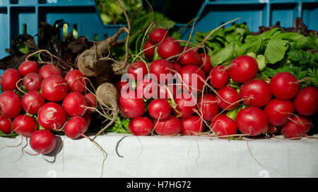 Stack of Radishes sitting on table Stock Photo