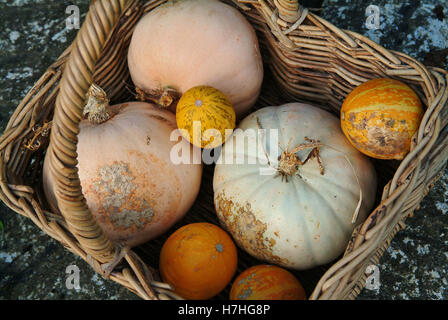 A basket of various varieties of pumkins or squashes. a UK Stock Photo