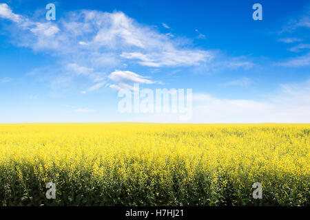 Rows of yellow canola field in Alberta against a blue sky with copy space. Stock Photo