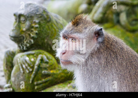 Ubud Sacred Monkey Forest Sanctuary, Ubud, Bali, Indonesia. Crab-eating macaque (Macaca fascicularis) with a statue of a macaque on the background. Stock Photo